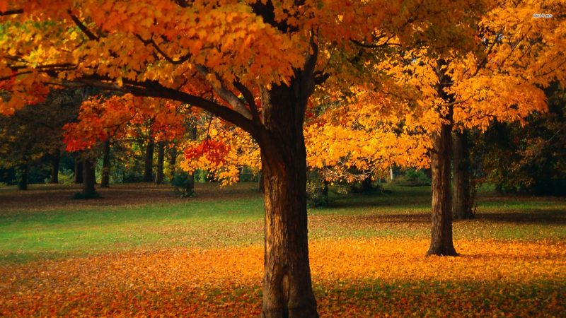 paisajes-de-otoño-para-fondos-hd