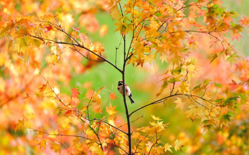 pajaro-rama-otoño-fondos-hd