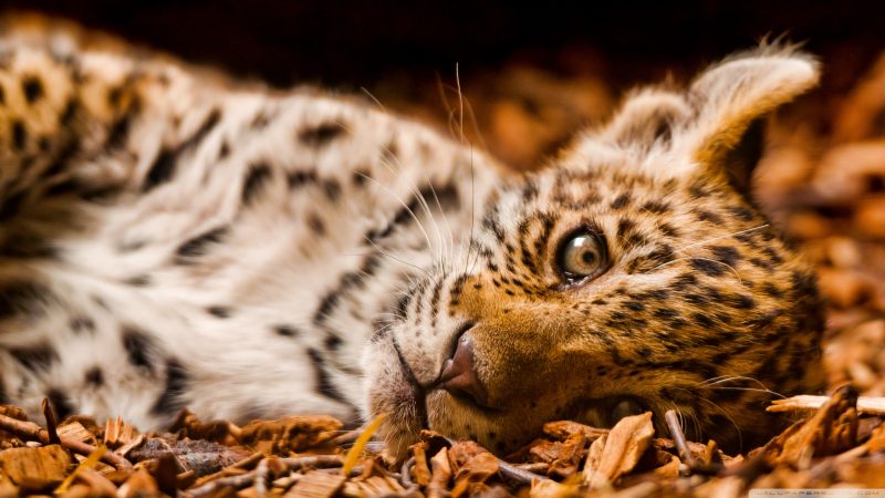 tigre-cachorro-fondos-hd