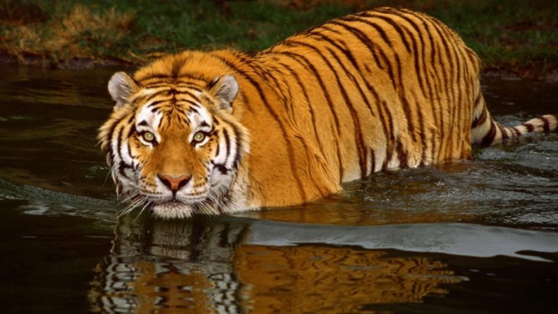 tigre-fondos-hd