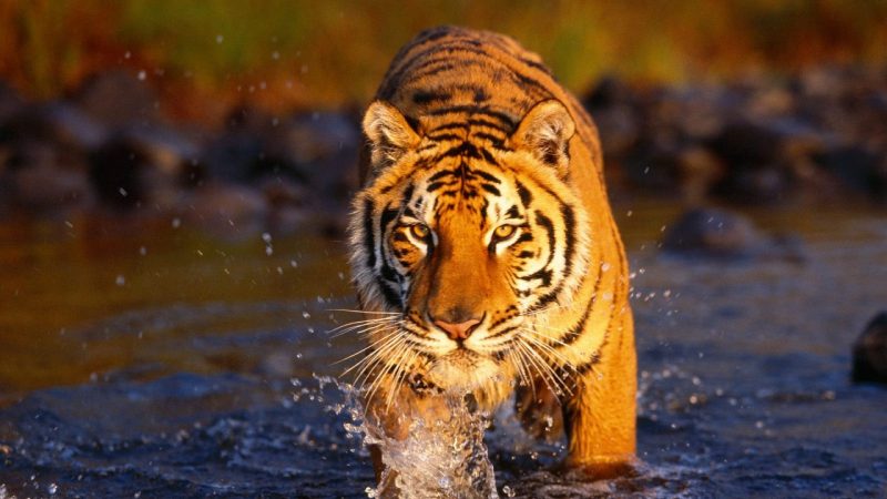 tigres-animales-salvajes-wallpapers