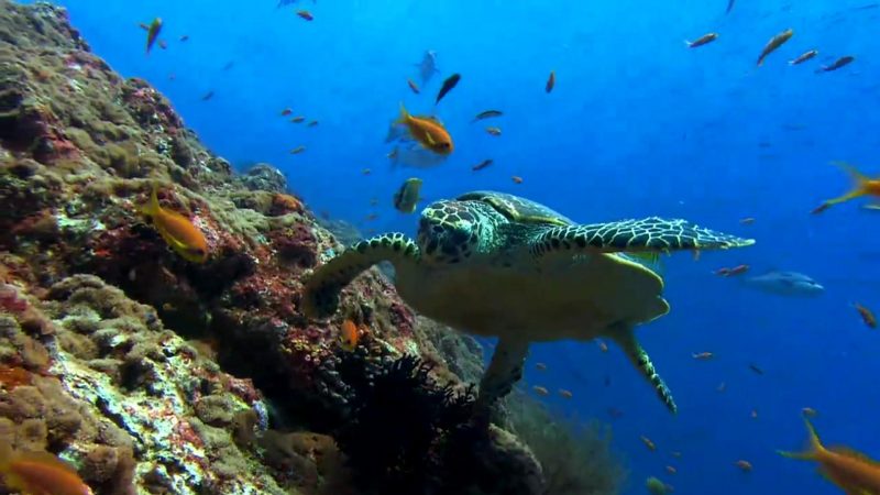 tortugas-marinas-fondos-hd