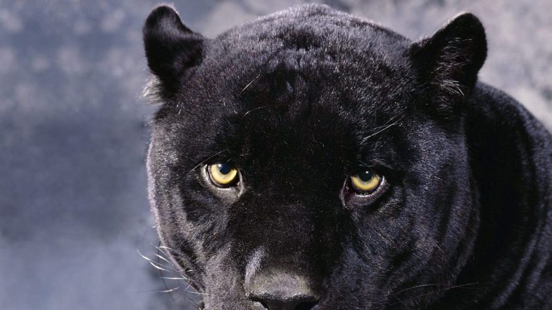 wallpapers-animales-panteras-negras