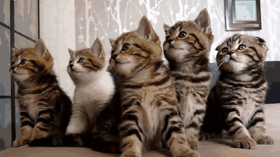 Gifs de Gatos, Imágenes con movimiento de gatos