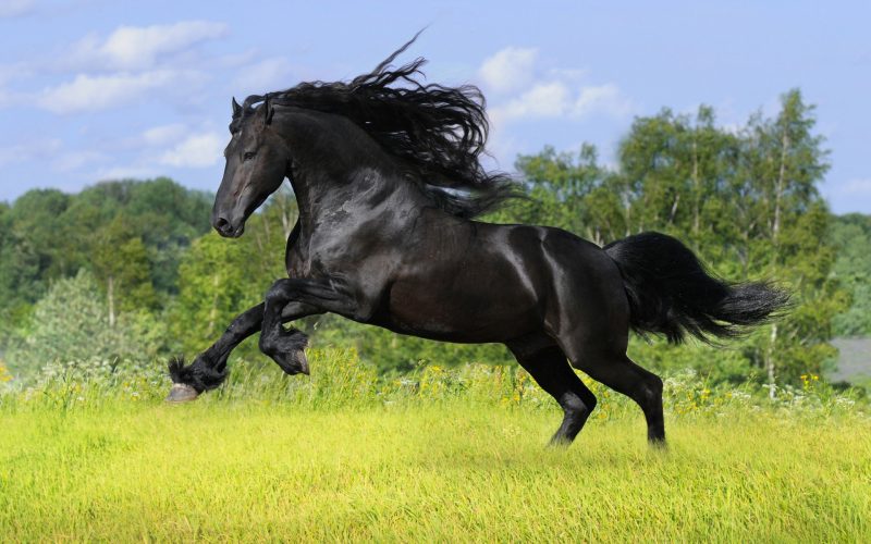 caballo-arabe-wallpaper