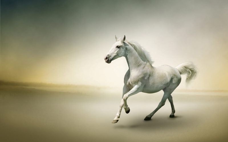 caballo-blanco-fondos-hd