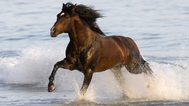 caballo-al-galope-wallpaper