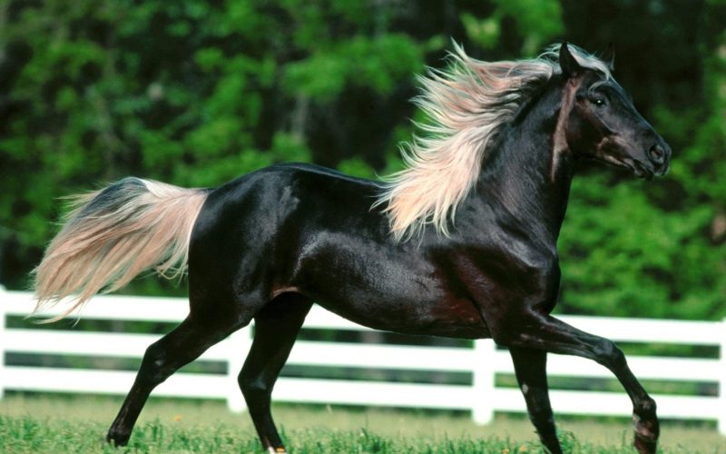 caballo-frison-wallpaper