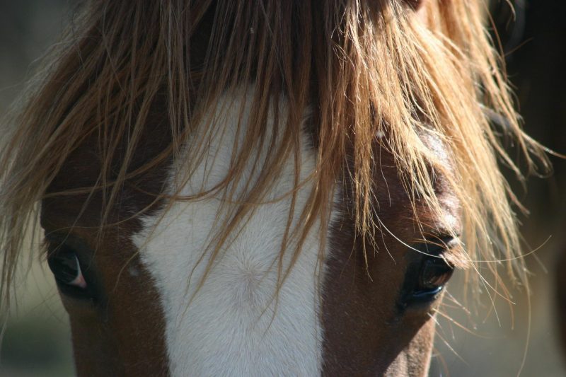 caballo-mustang