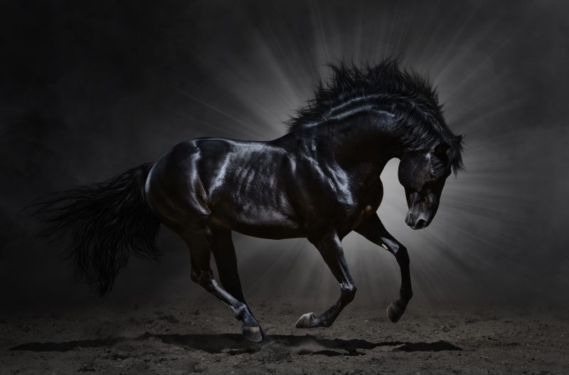 caballo-negro-salvaje-fondos-hd