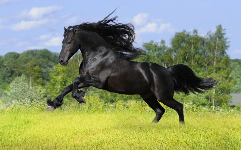 caballo-pura-raza-fondo-hd