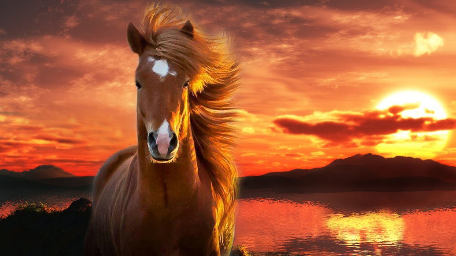 Caballos Fondos De Pantalla Horses Wallpapers Hd