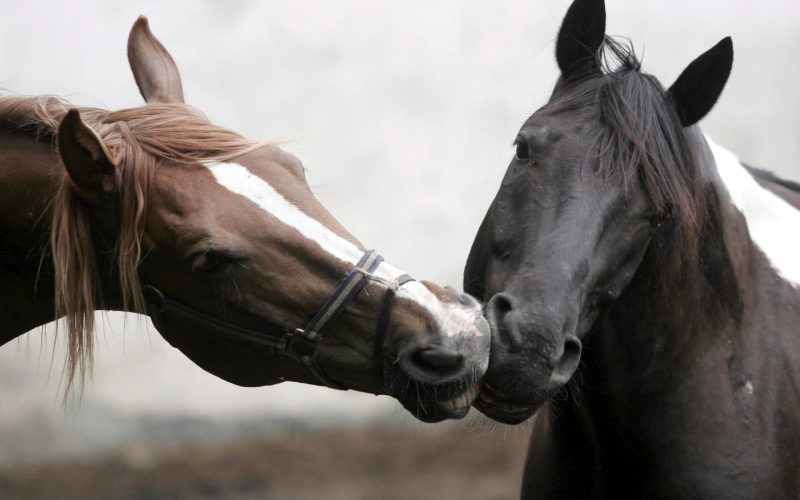 caballos-beso-fondo