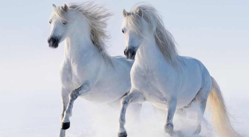 caballos-blancos-wallpaper