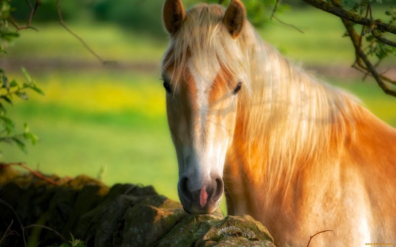 caballos-fondos-de-pantalla