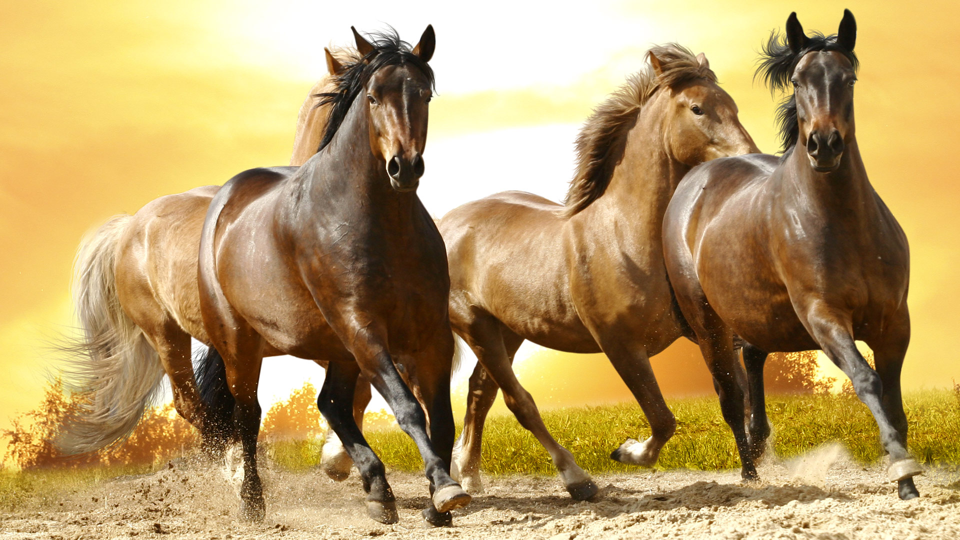 Caballos Wallpapers, Horses fondos hd.