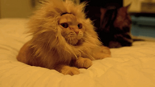 gato-el-rey-de-la-selva