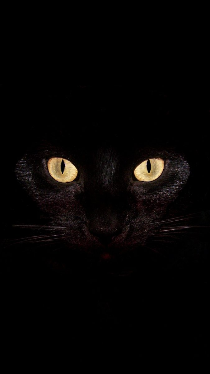 gato-negro-halloween-fondo-movil