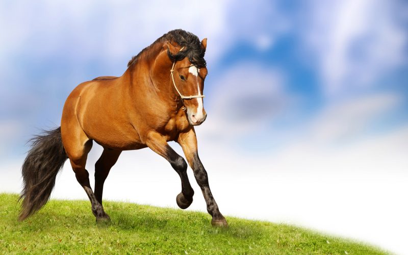 horses-wallpapers-hd