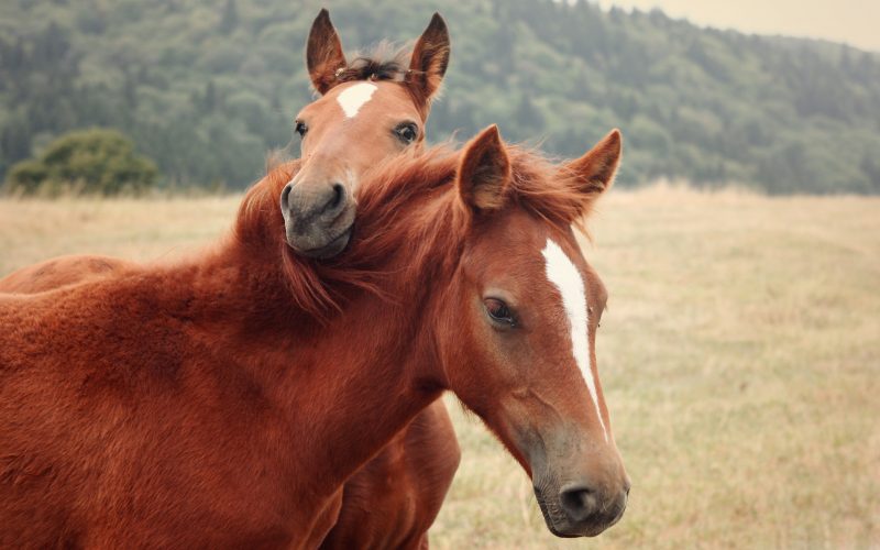 pareja-caballos