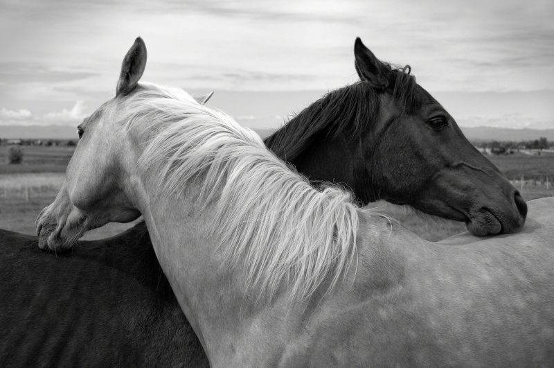 pareja-caballos-love-fondo-hd