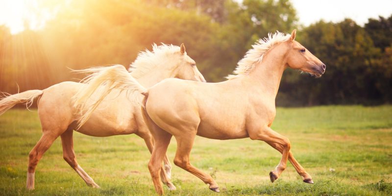 pareja-caballos-trotando