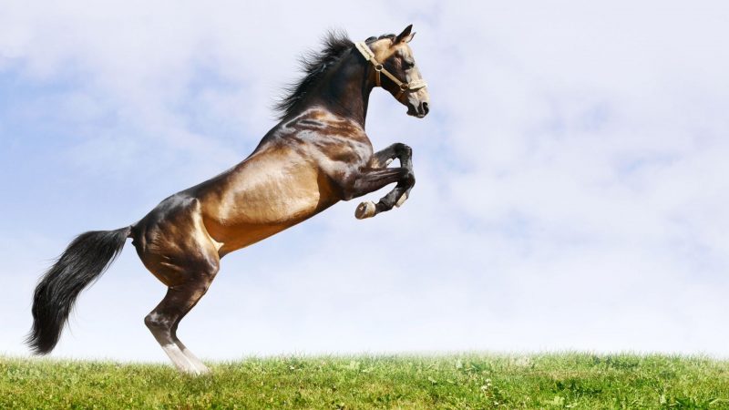 wild-horses-wallpapers