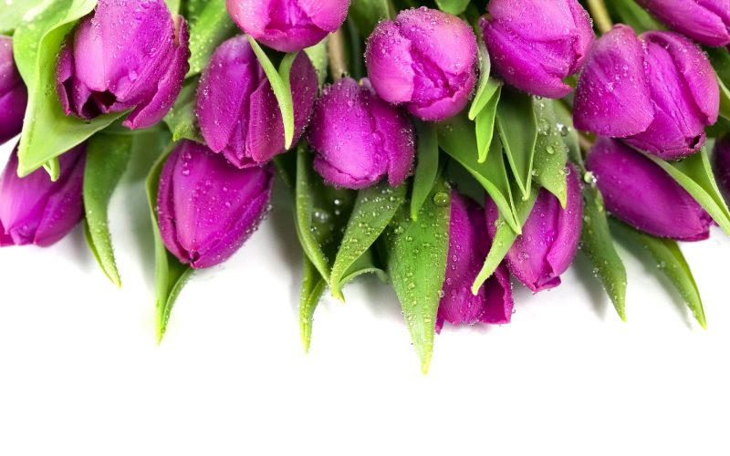 flores-wallpapers-10