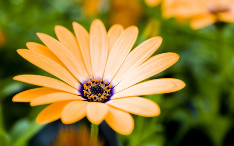 flores-wallpapers-20
