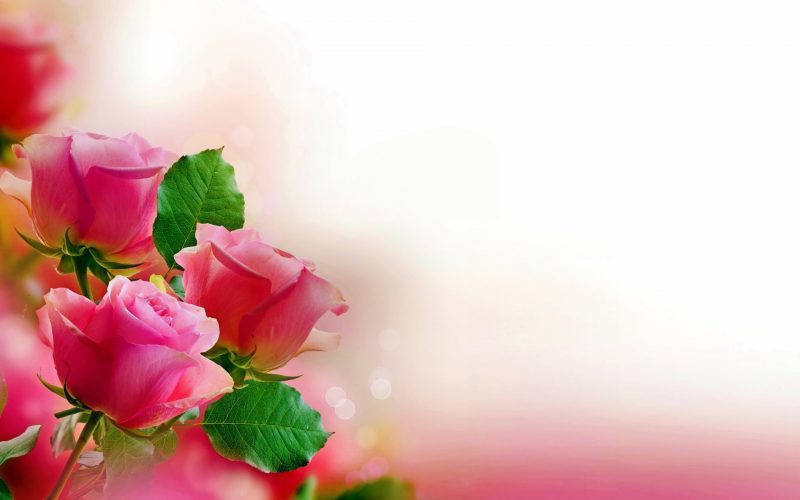 flores-wallpapers-43