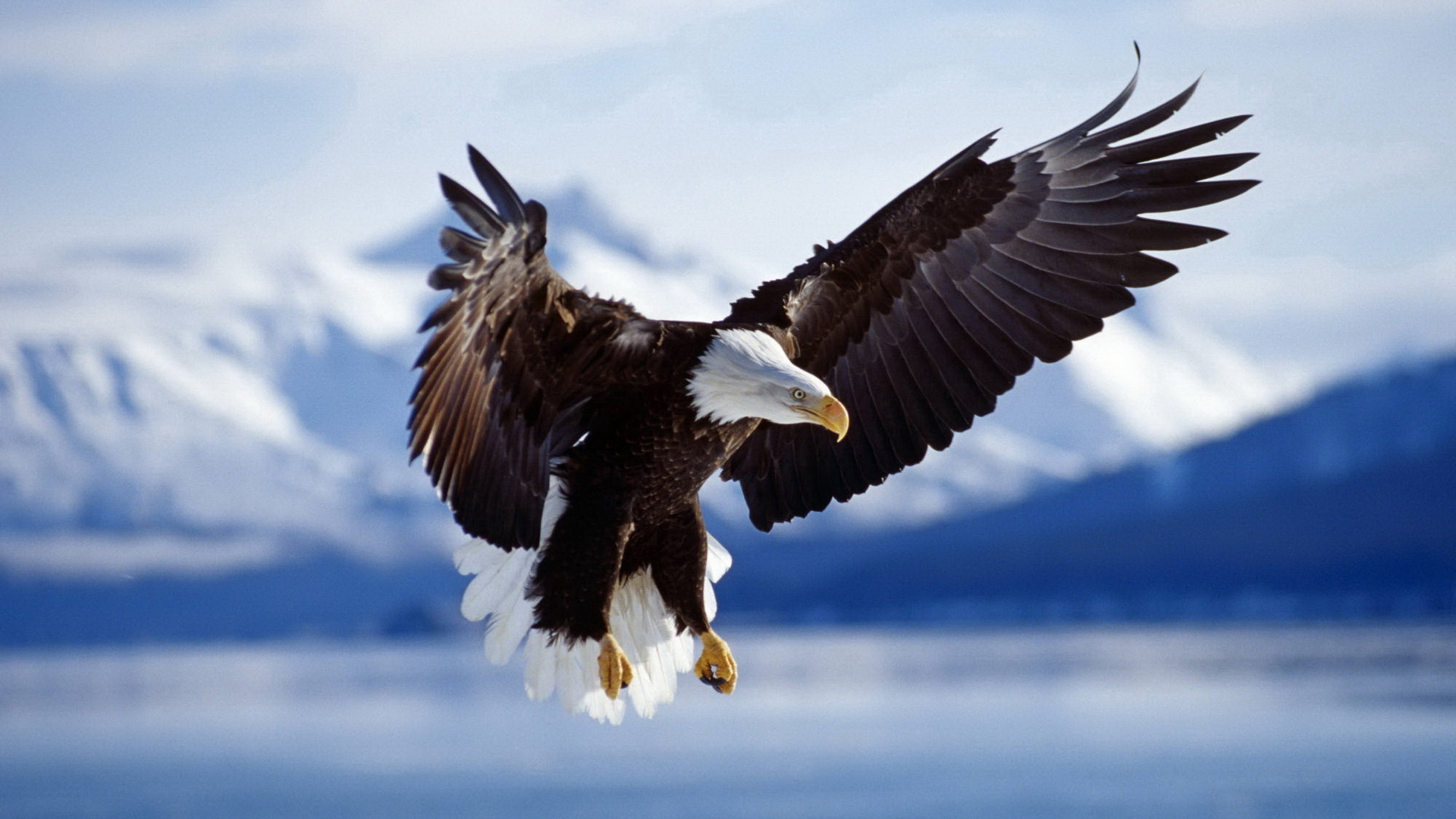 Fondos de pantalla de Aguilas, Wallpapers HD Gratis