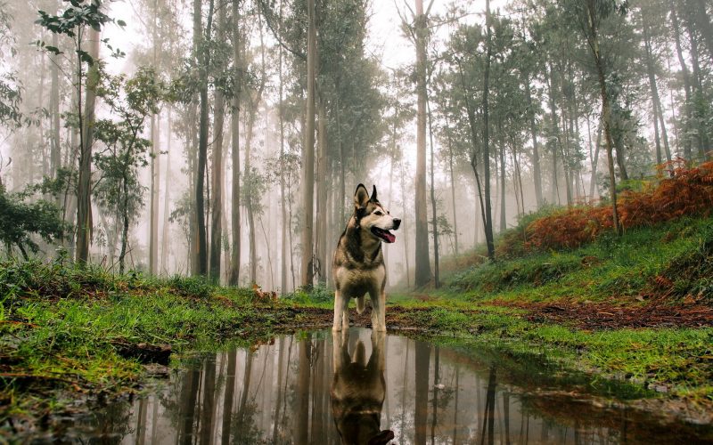 fondos-pantalla-perros-10