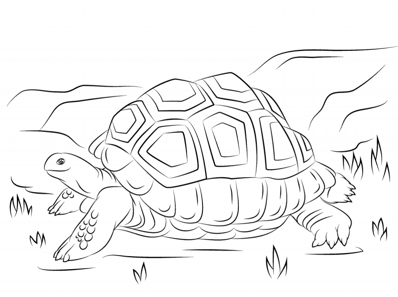 tortugas-para-colorear-1
