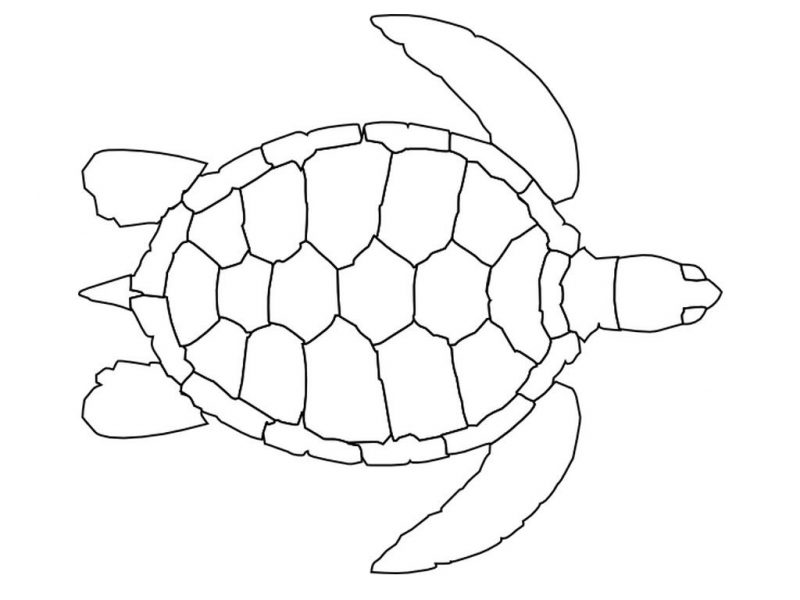 tortugas-para-colorear-2