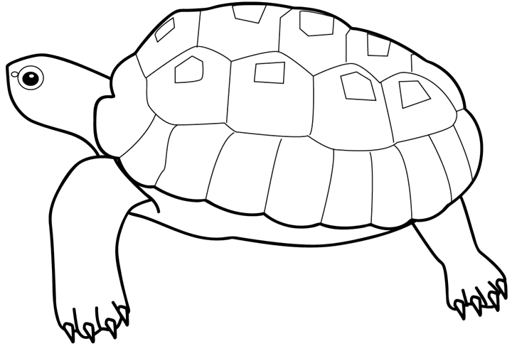 tortugas-para-colorear-3