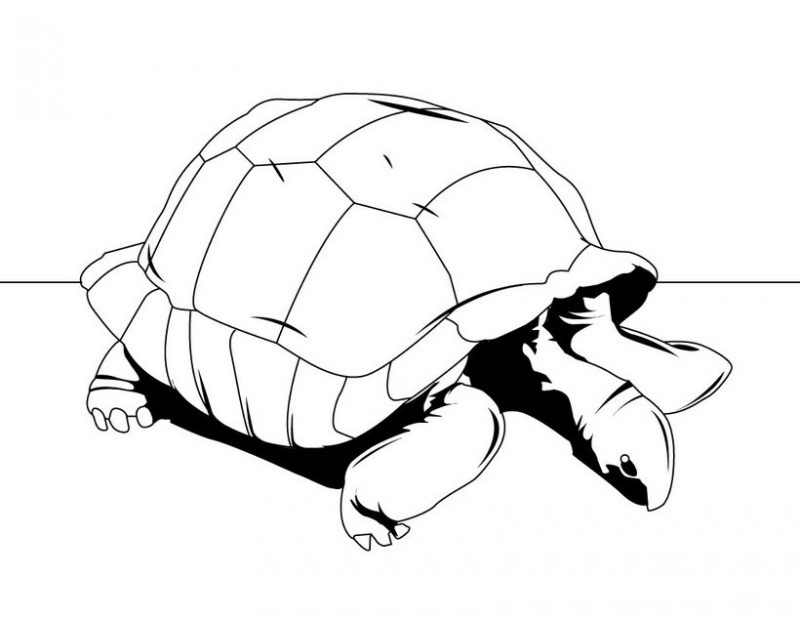 tortugas-para-colorear-6