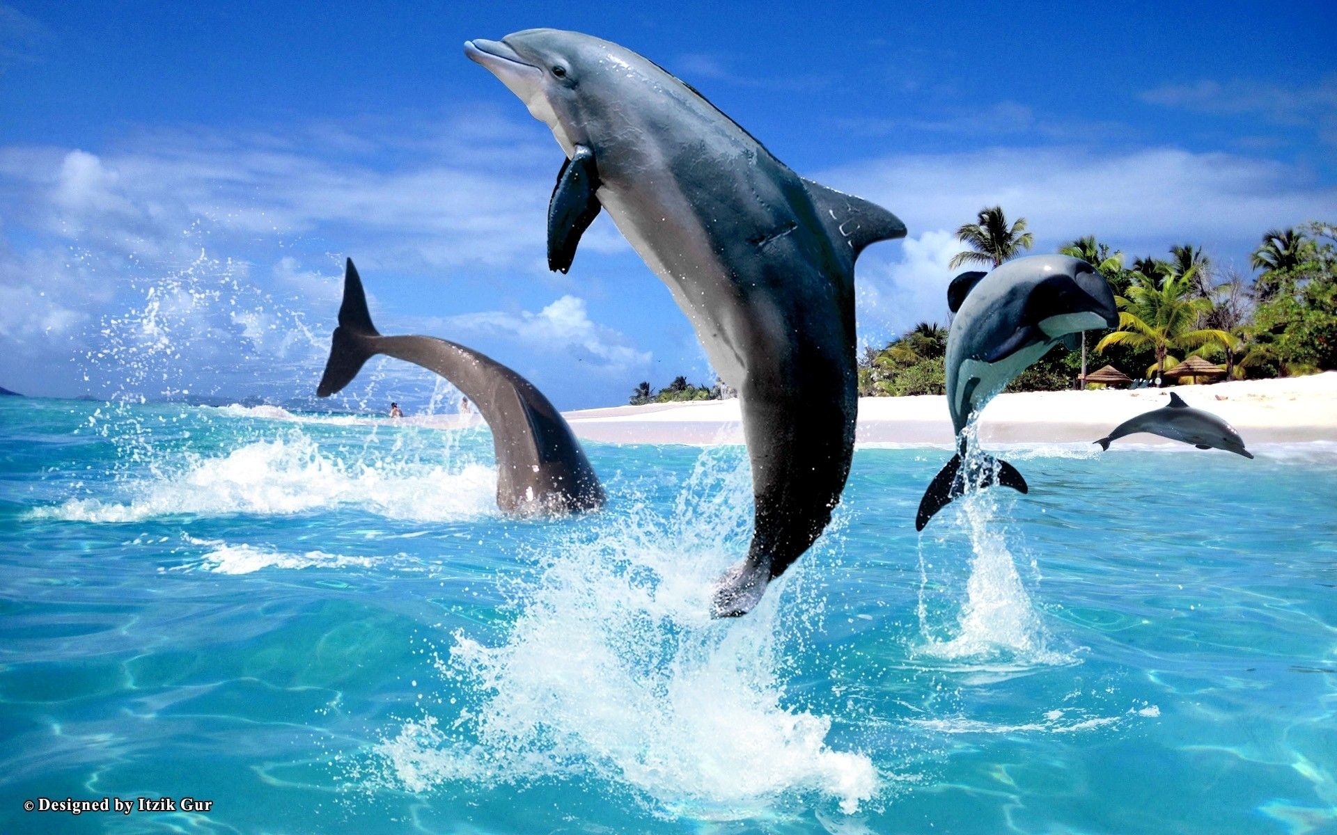 Delfines, Imágenes y fondos de Delfines, Wallpapers