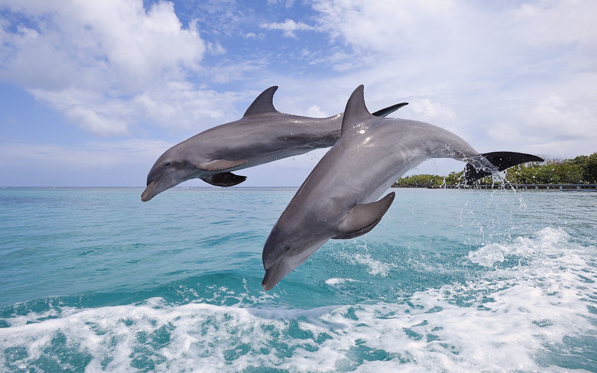 Delfines, Imágenes y fondos de Delfines, Wallpapers