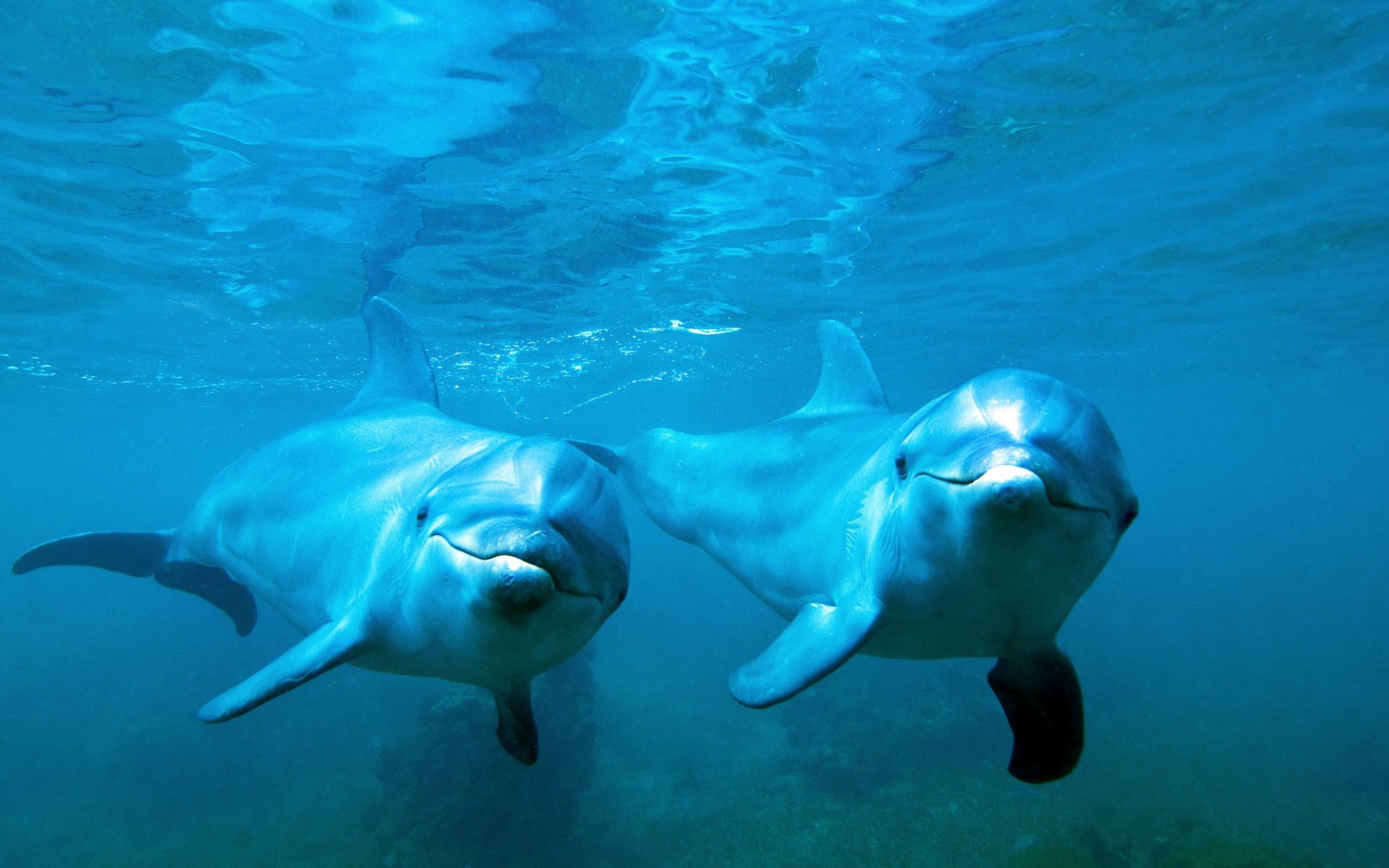 Delfines, Imágenes y fondos de Delfines, Wallpapers