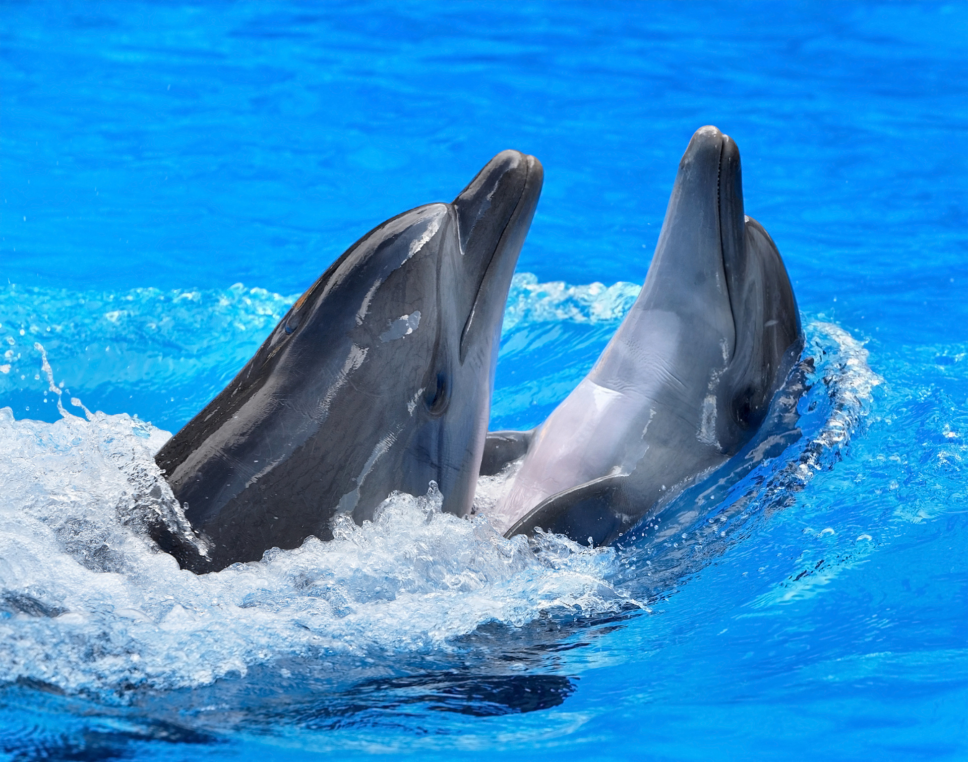 Delfines, Imágenes y fondos de Delfines, Wallpapers