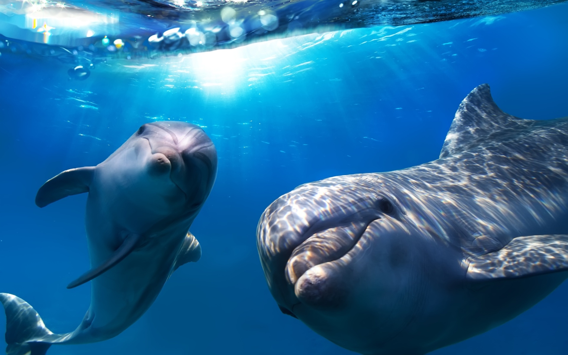 Delfines, Imágenes y fondos de Delfines, Wallpapers