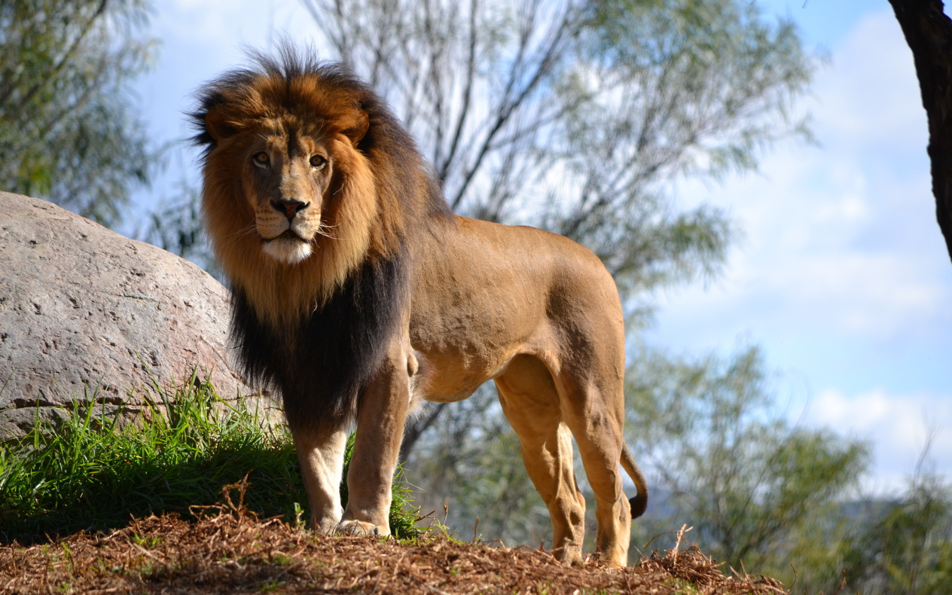 16 Imagenes Y Fotos De Leones En Hd