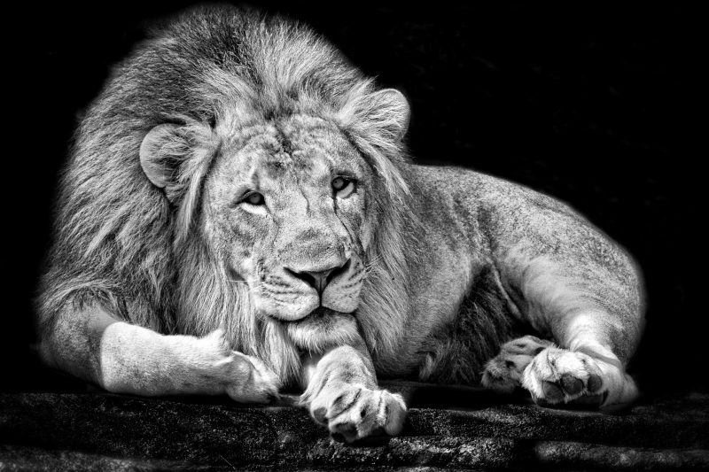 leones-wallpapers-15