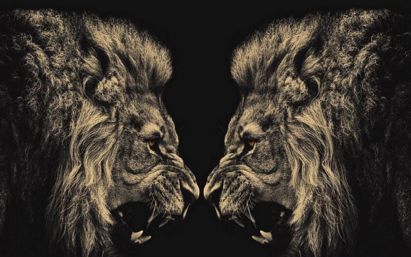 leones-wallpapers-18