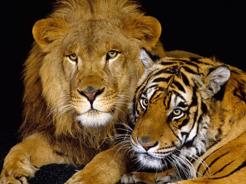 leones-wallpapers-21