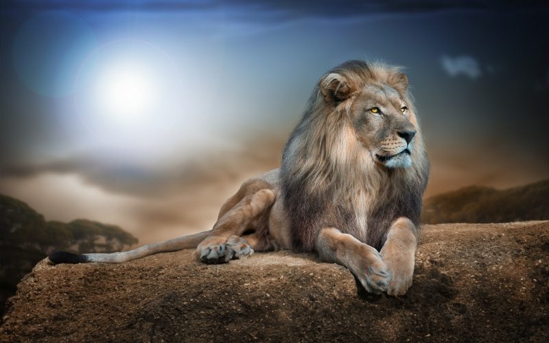 leones-wallpapers-23