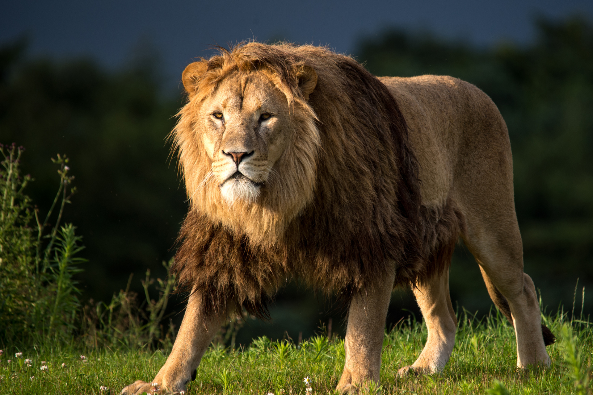 Beautiful Lion