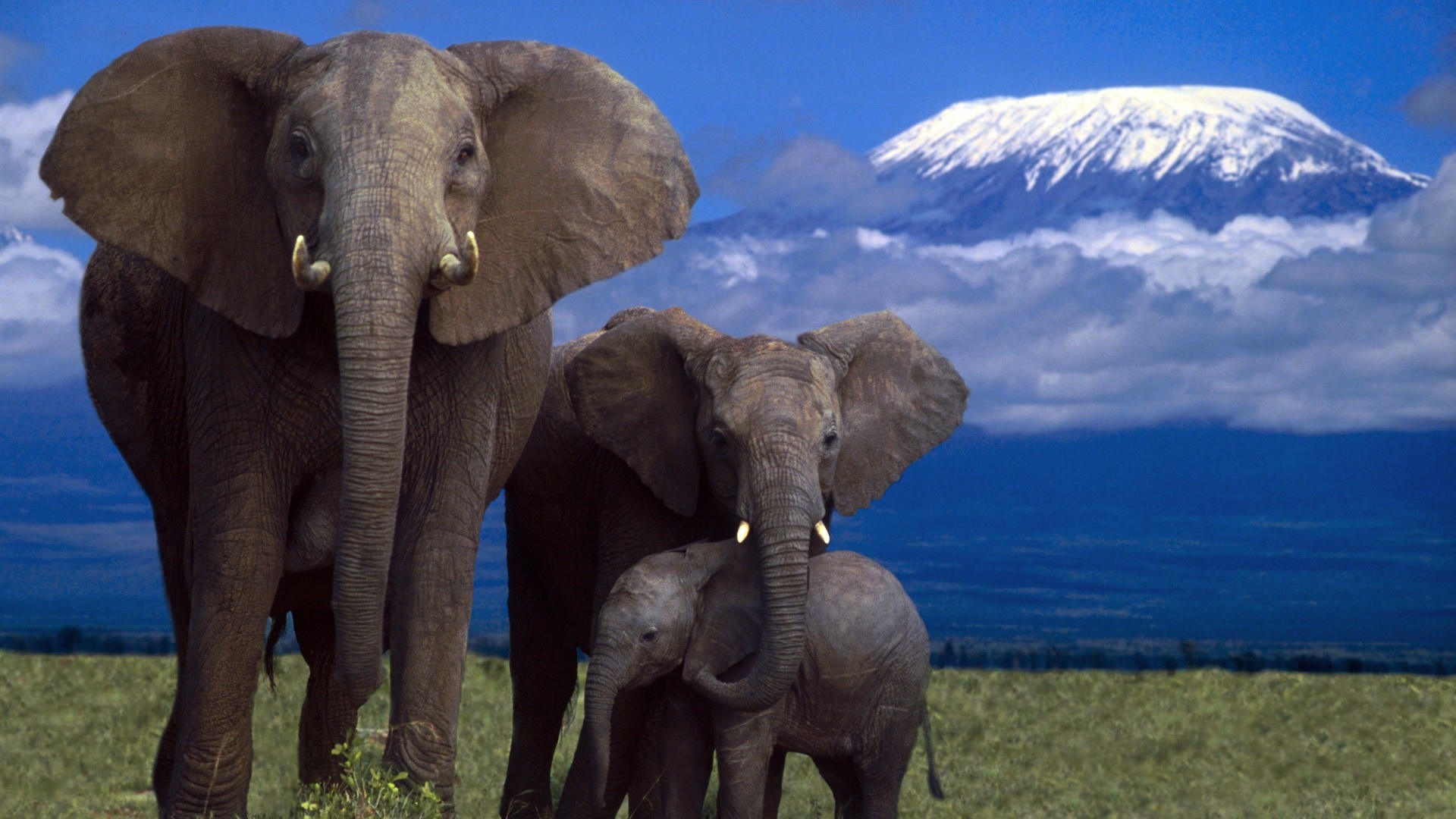 Fondos de pantalla de Elefantes, Wallpapers HD para descargar gratis