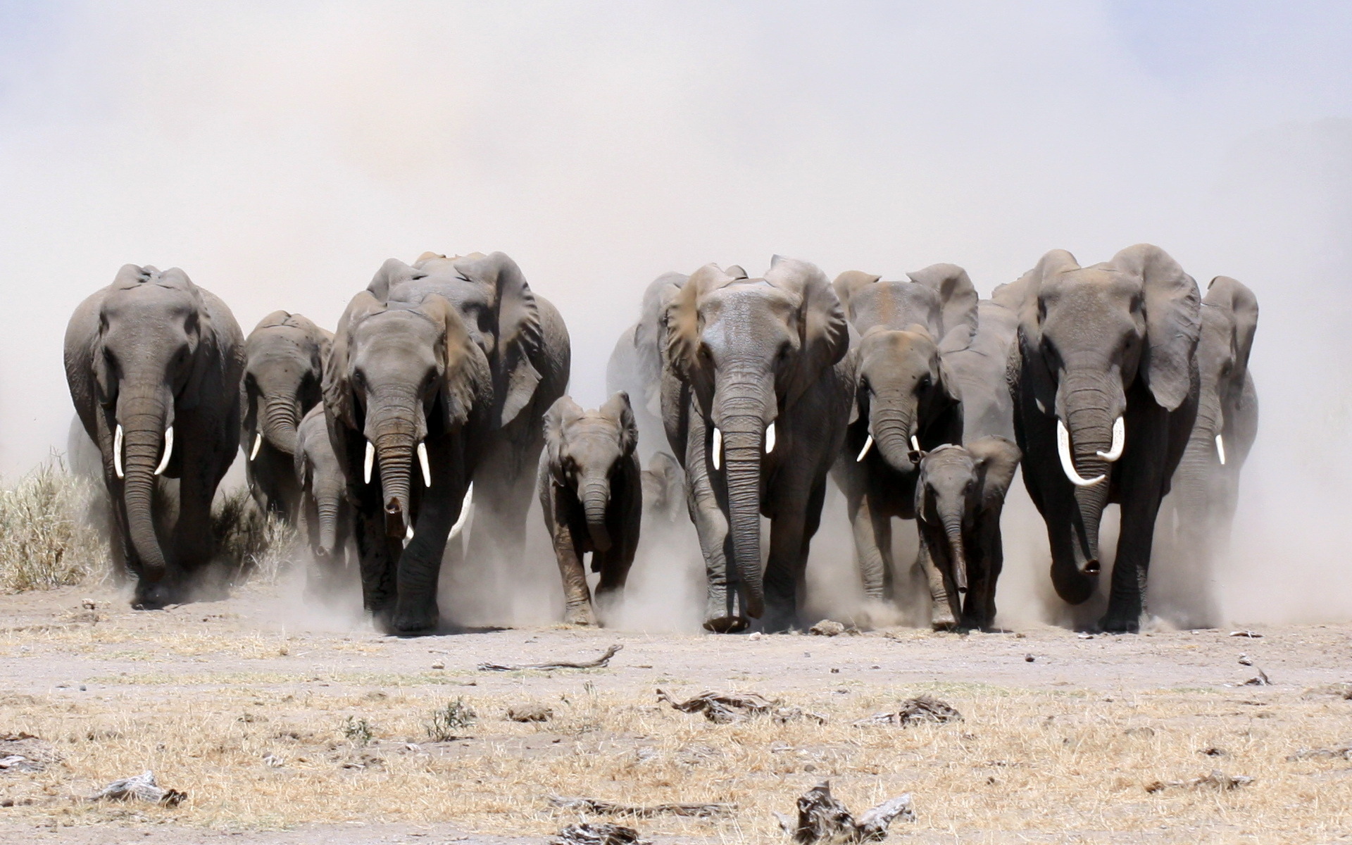 fondos de pantalla de elefantes wallpapers hd  descargar gratis