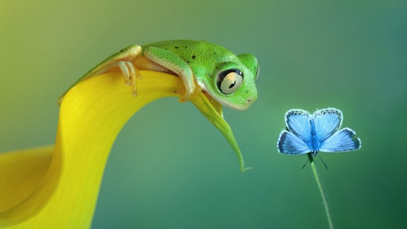 Wallpapers de ranas en HD, fondos de pantalla de ranas